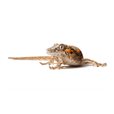 GECKO GARGOLA, Rhacodactylus auriculatus