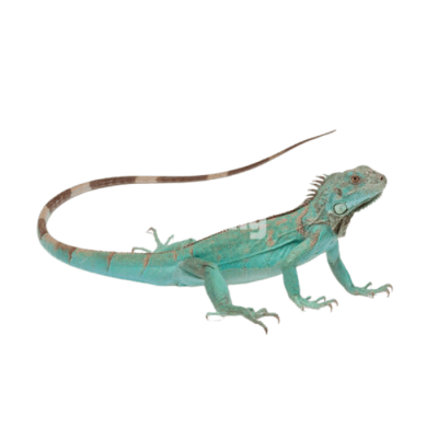 IGUANA AZUL, Iguana iguana