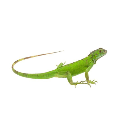 IGUANA VERDE, Iguana iguana