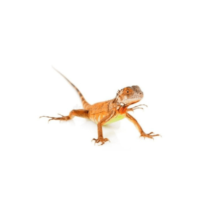 IGUANA ROJA, Iguana iguana