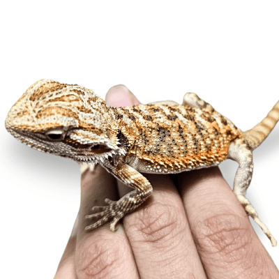 DRAGON BARBUDO RED MIX