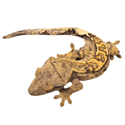 GECKO CRESTADO, Correlophus ciliatus
