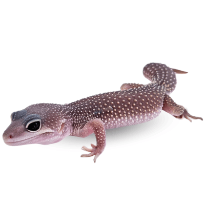 GECKO LEOPARDO, Eublepharius macularius