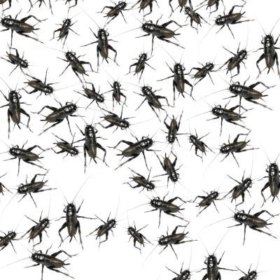 GRILLO NEGRO PACK (50)