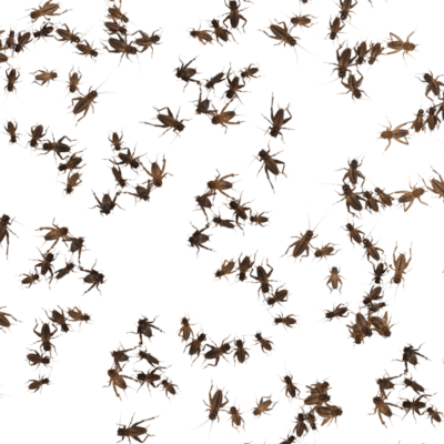 MICROGRILLO PACK (50)