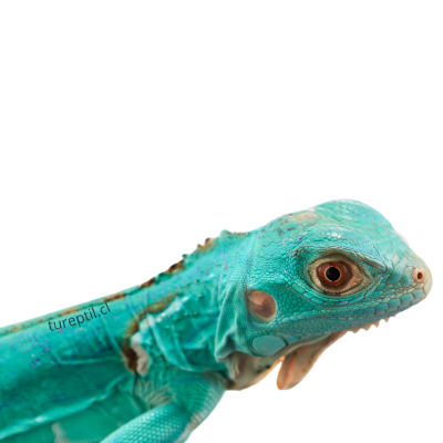 IGUANA AZUL, Iguana iguana