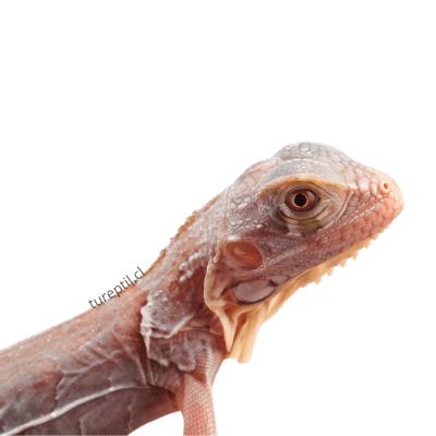 IGUANA GREY ZERO, Iguana iguana