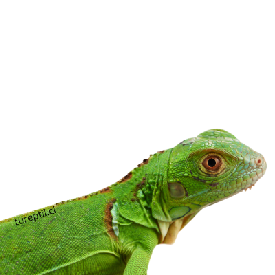 IGUANA VERDE, Iguana iguana