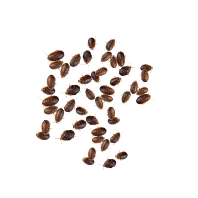 MICRODUBIA PACK (50)