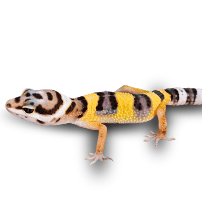 GECKO LEOPARDO, Eublepharius macularius