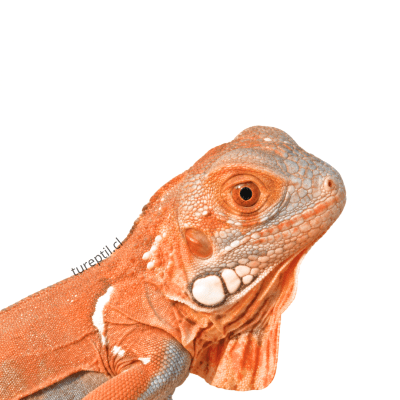 IGUANA ORANGE, Iguana iguana1