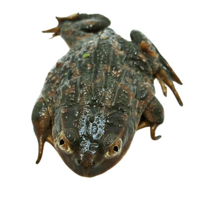 RANA CHILENA, Calyptocephalella gayi (Juvenil)