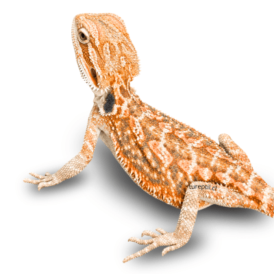 DRAGON BARBUDO SUPER RED, Pogona vitticeps (INFANTIL)1