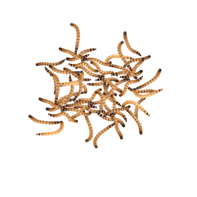 LARVA DE ZOPHOBA PACK (50)
