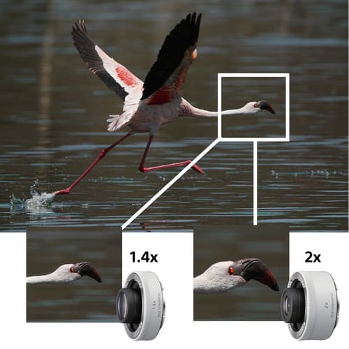 Sony FE 200-600mm f/5.6-6.3 G OSS Lens1