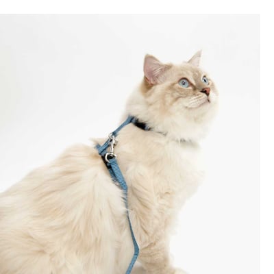 Arnés Catit con correa para gato color celeste