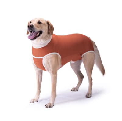 Kimba Body Copper castración perro macho