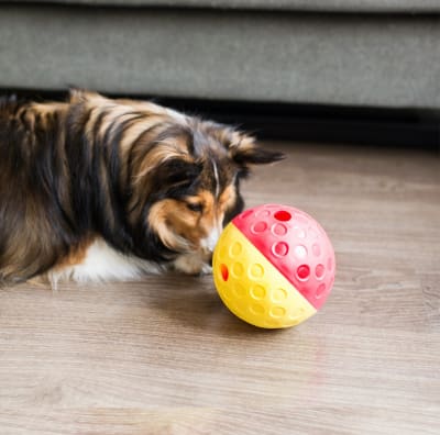 Juguete interactivo para perro Dispensador Large Nivel 1 de Nina Ottosson