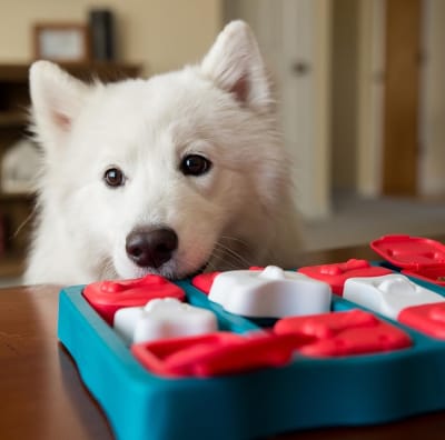 Juguete interactivo para perro Dog Brick Nivel 2 de Nina Ottosson