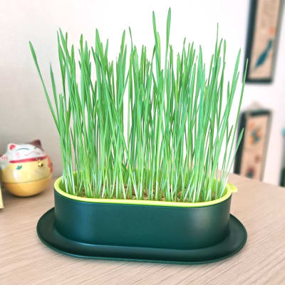 Maceta de Cultivo Hidropónico de Hierba para Gatos (No incluye las semillas)