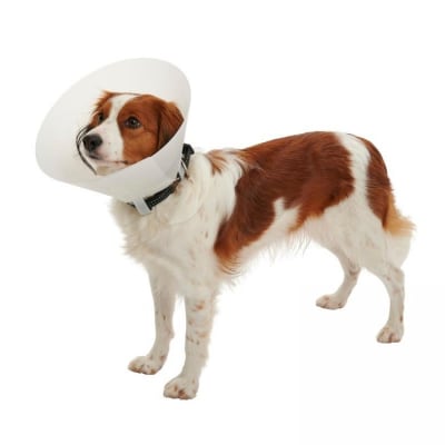 BUSTER Collar Isabelino Rígido Plástico