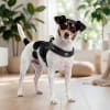 Petlounge Arnés Easy Glam negro para perros 2