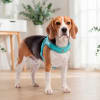 Petlounge Arnés Easy Glam turquesa para perros 2