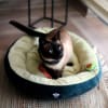 BRNX Cama palta lover mediana para perros y gatos 2