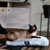 BRNX Cama tipo mat anti-estrés reversible lavable 0