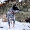 Collar de cuero rústico gris para perro Coastal Circle-T 4