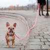 Petlounge Correa Larga Mini Trail Fucsia 3 mt 3