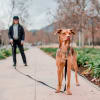 Petlounge Correa larga Power Trail morada 3 metros 3