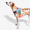 ZeeDog FlyHarness Galaxy para perros 2