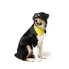 FuzzYard Bandana Yeezy 2