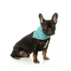 FuzzYard Bandana Summer Punch 2