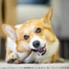 GiGwi Wooden Antler Dog Chew Tipo Tronco 6