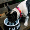 ZeeDog Bowl ¨I´m the boss¨ plato para mascotas 2