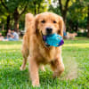 GiGwi Pelota Rugby EDGE FLASH juguete para perros 2