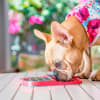 LickiMat SLOMO red para perros 2