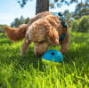 Juguete interactivo para perro Dispensador Small Nivel 1 de Nina Ottosson 0