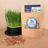 Pasto para Gatos semillas de trigo orgánicas (20gr) 2