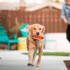 Juguete Play Pet American Classic Hot Diggy Dog para perros 4