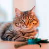Gigwi juguete para gato con catnip Johnny Stick con pluma natural 2