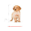 Royal Canin Medium Puppy 2.5 kg 3