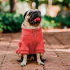 Petlounge Sweater de lanilla para perros pequeños sandía 2