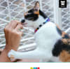 ZeeCat collar Honey de ZeeDog para gatos 5