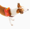 ZeeDog FlyHarness Gazelle para perros 2