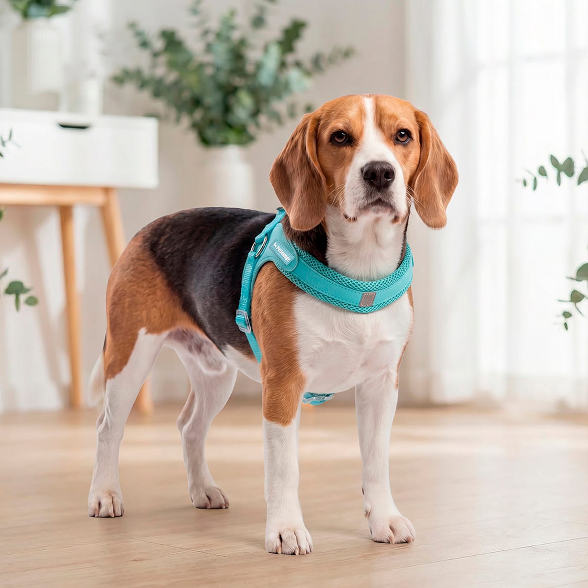 Petlounge Arnés Easy Glam turquesa para perros2