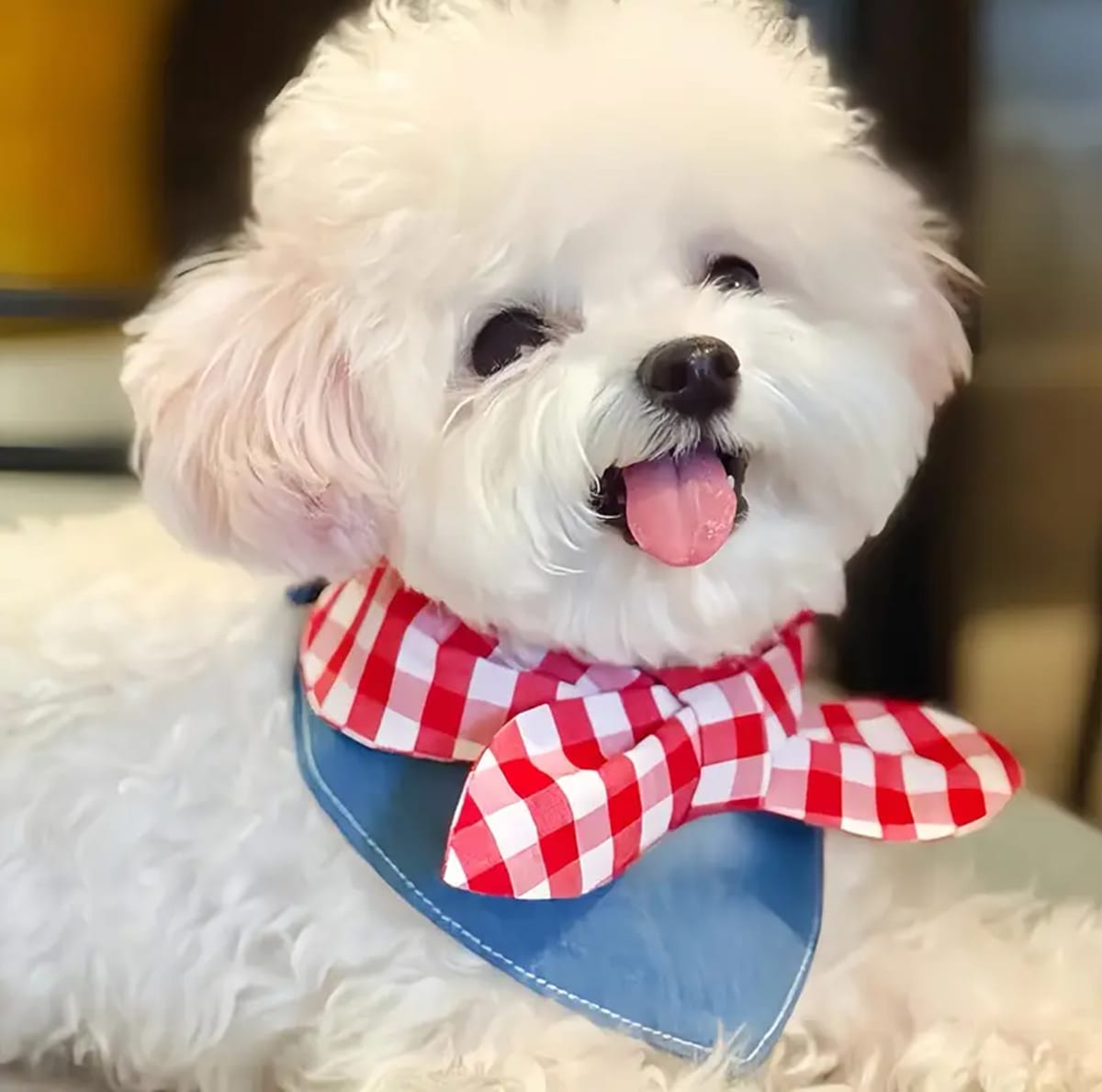 Bandana de blue jean con lazo rojo con blanco para mascota2