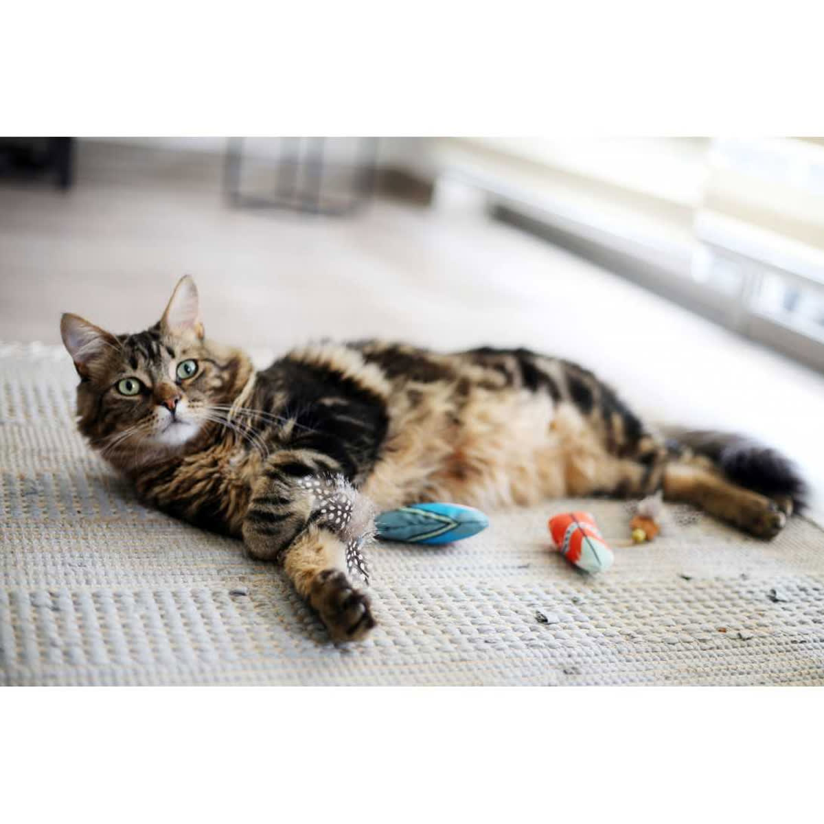 BRNX Cat Maxi Toy Pluma Celeste2